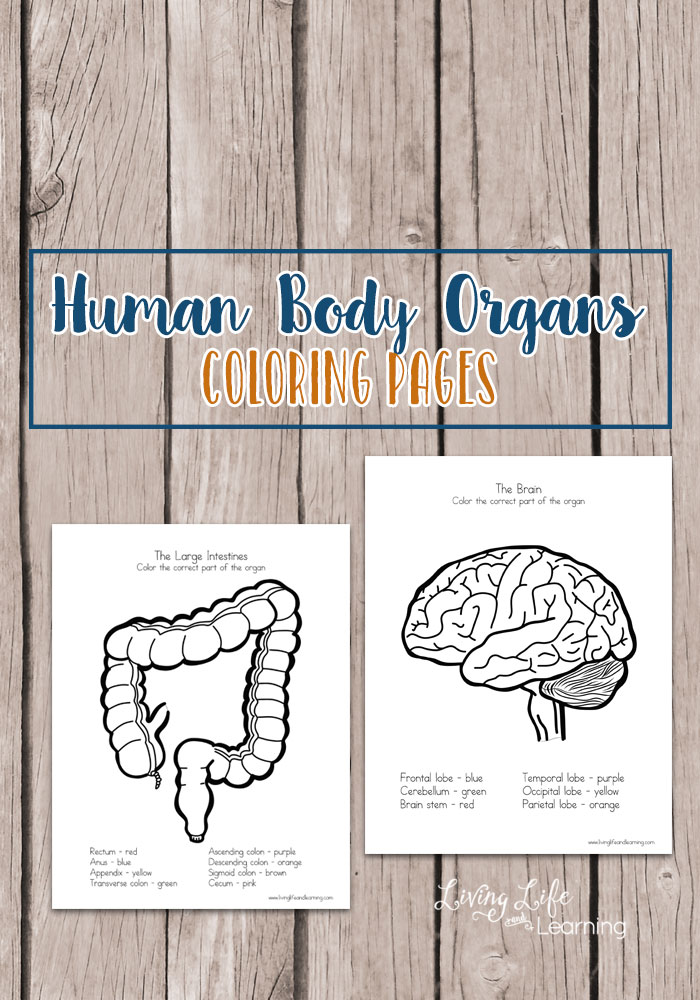 Human Body Organs Coloring Pages