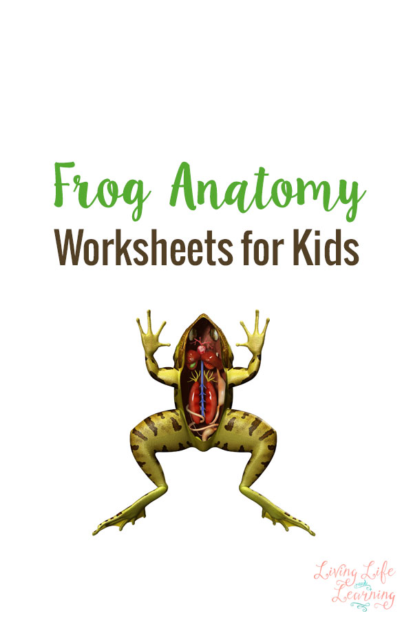 Frog Anatomy Worksheets