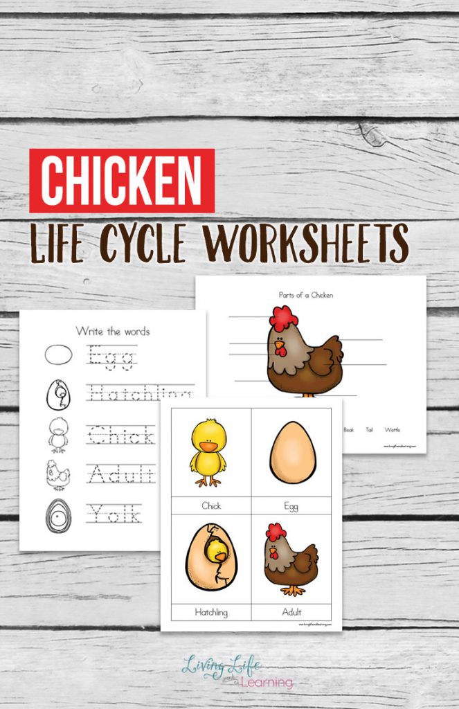 Chicken Life Cycle Worksheets