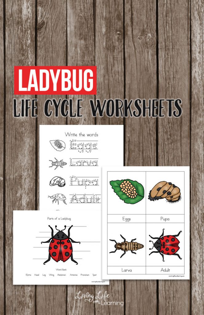 Ladybug Life Cycle Worksheets
