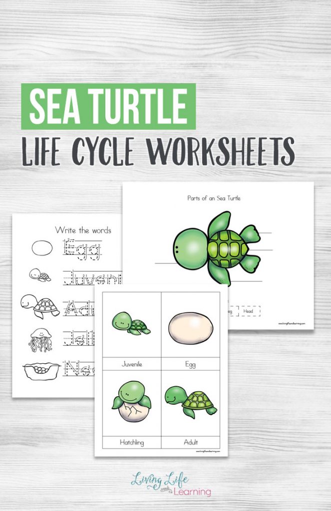 Sea Turtle Life Worksheets