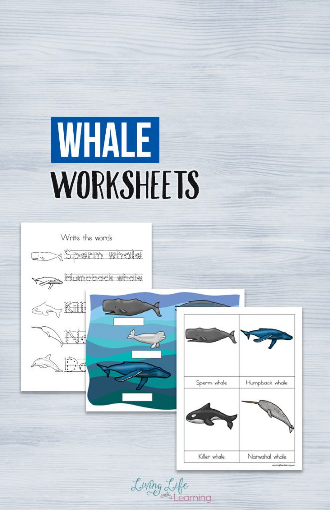 Whale Worksheets