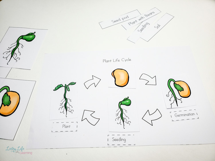 Plant Life Cycle Worksheets