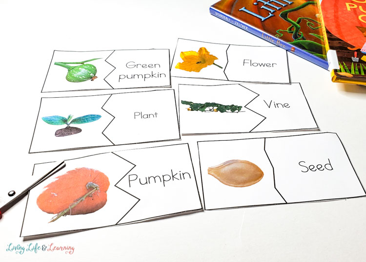 Pumpkin life cycle worksheets