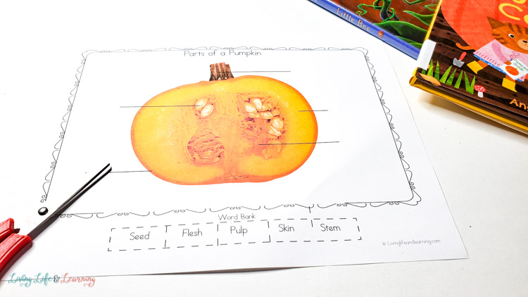 Pumpkin life cycle worksheets
