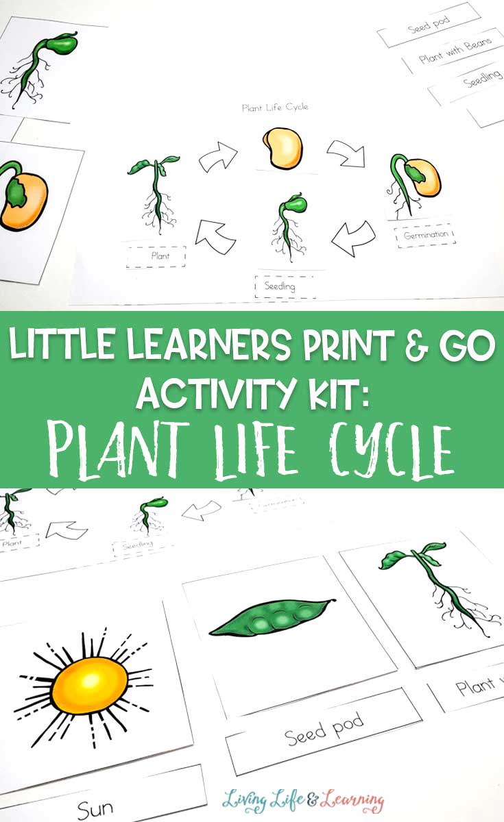 Little Learners print and go activity kit plant life cycle