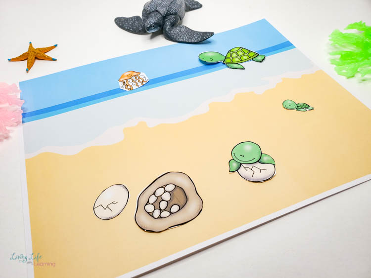 Sea Turtle Life Cycle Worksheets