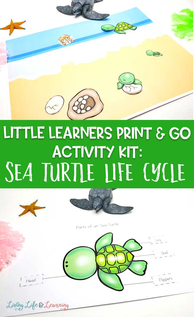 Little Learners print and go activity kit sea turtle life cycle