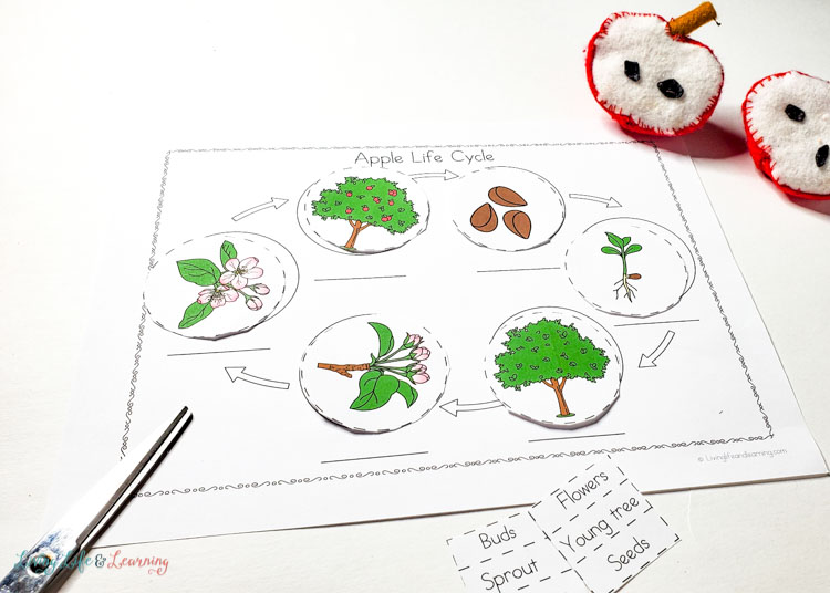 Little Learners print and go activity kit apple life cycle