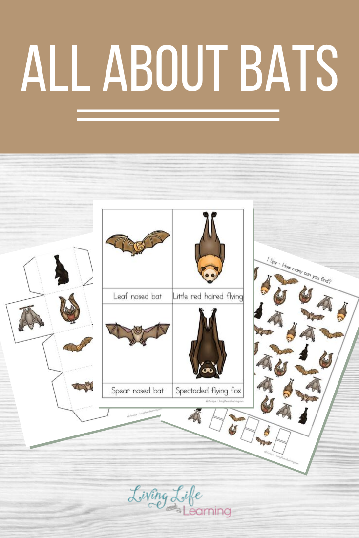 All About Bats