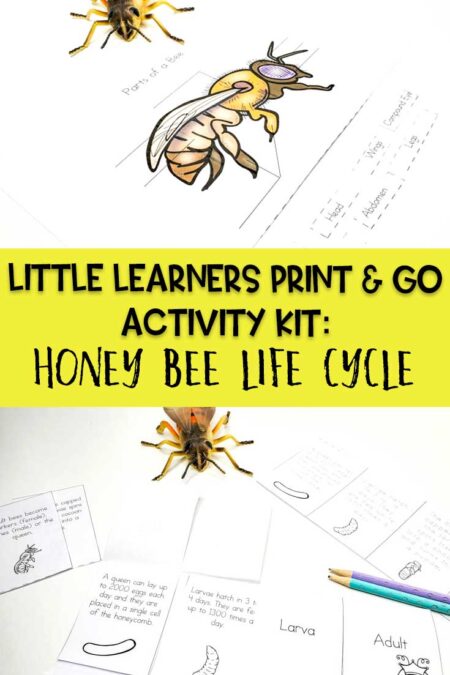 Little Learners print and go activity kit Honey bee life cycle