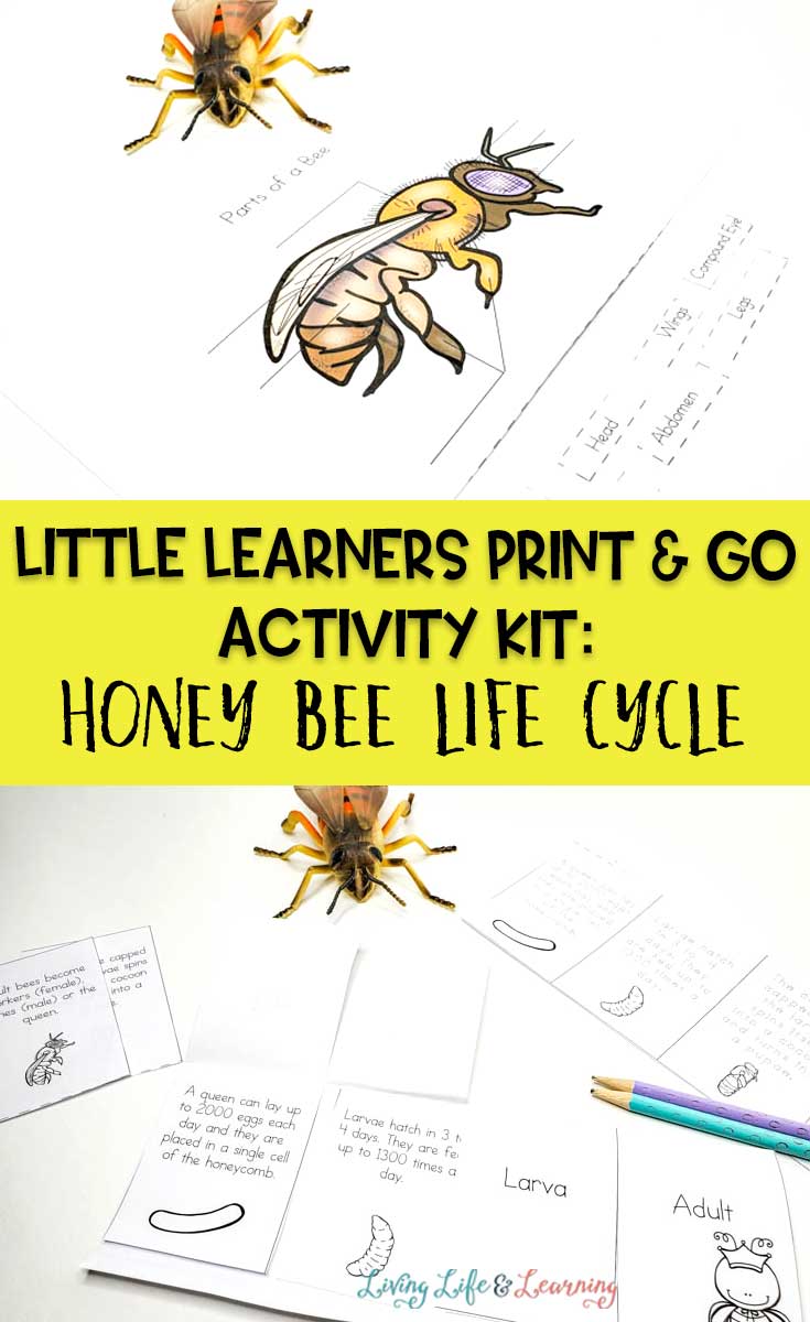 Little Learners print and go activity kit Honey bee life cycle
