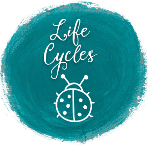life cycle activities
