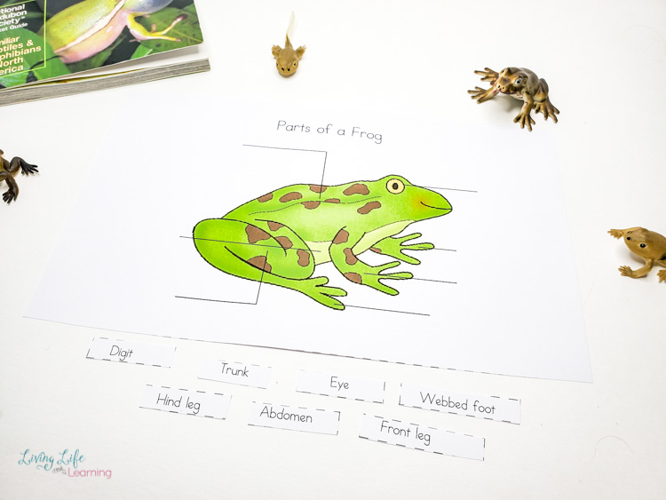 Little Learners Print & Go Activity Kit: Frog Life Cycle