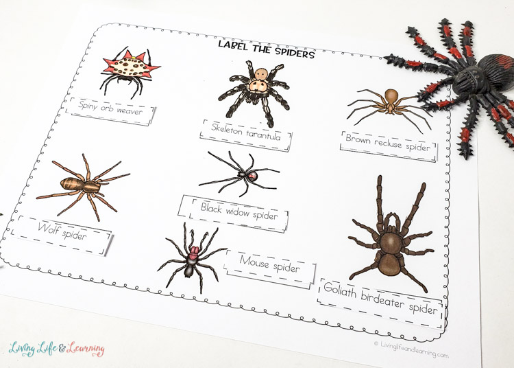 Little Learners Print and Go Activity Kit Spiders