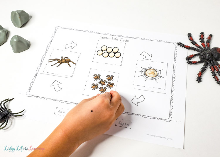 Little Learners Print and Go Activity Kit Spiders