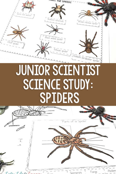 Junior Scientist Science Study: Spiders