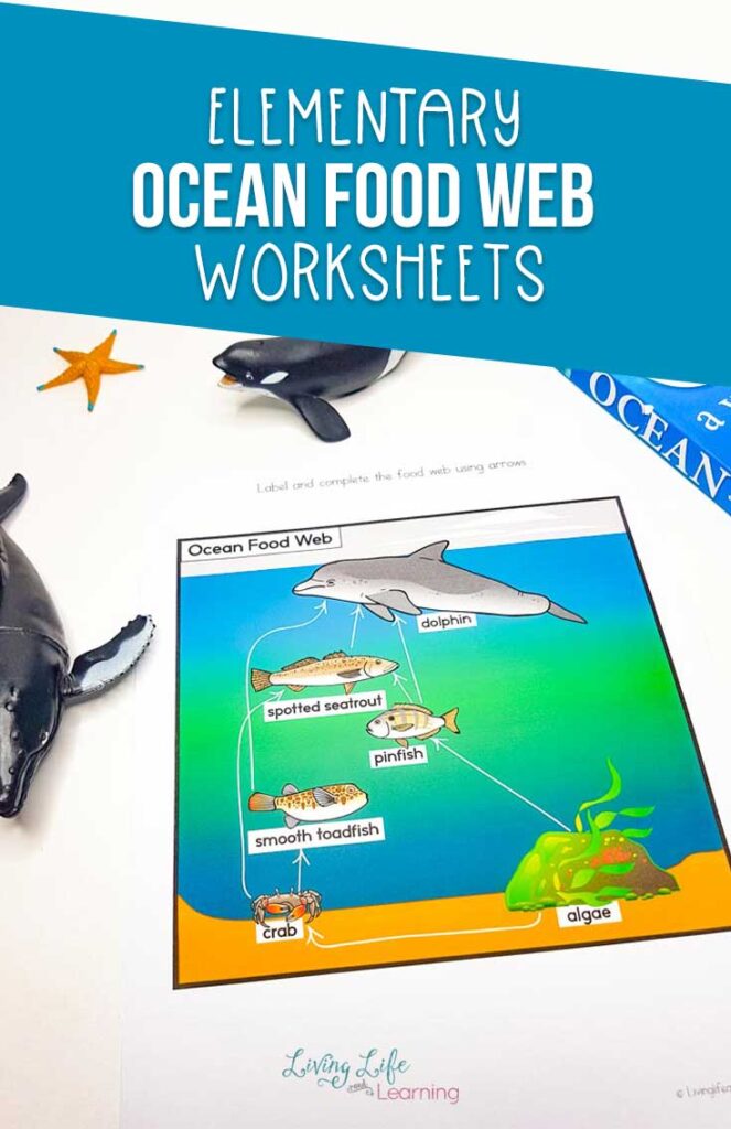 Ocean Food Web Worksheets