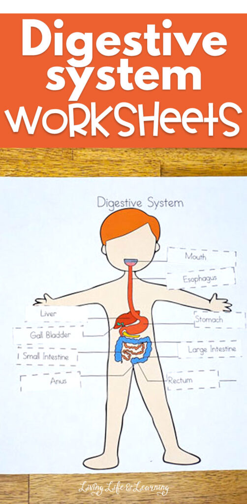 Digestive System Worksheets for Kids