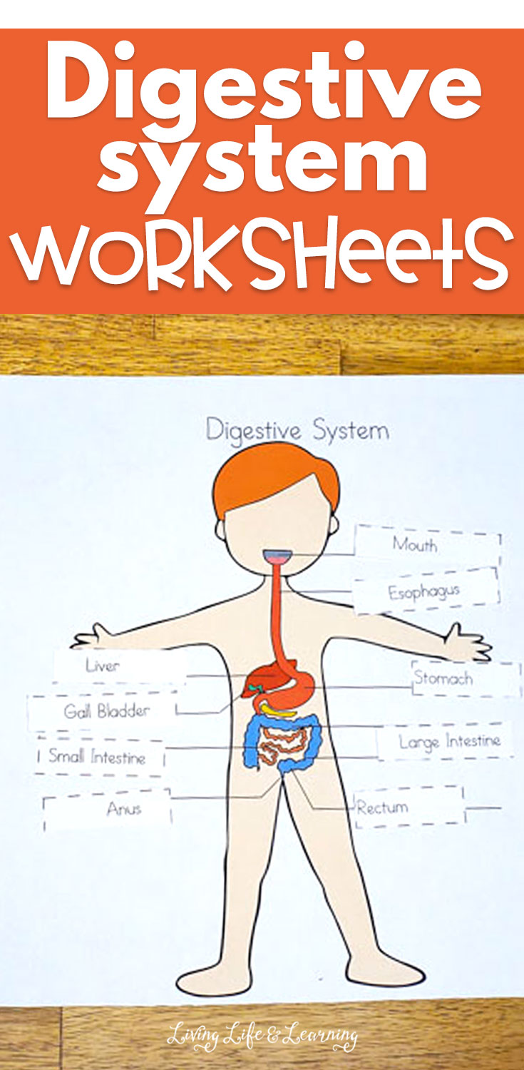 Digestive System Worksheets For Kids