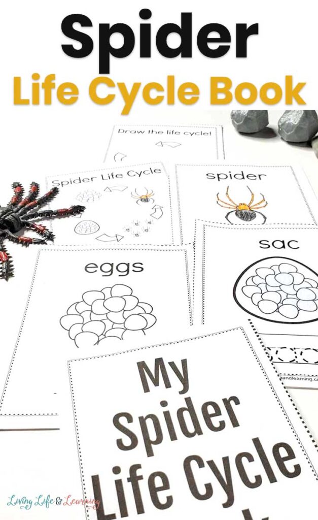 Spider Life Cycle Book