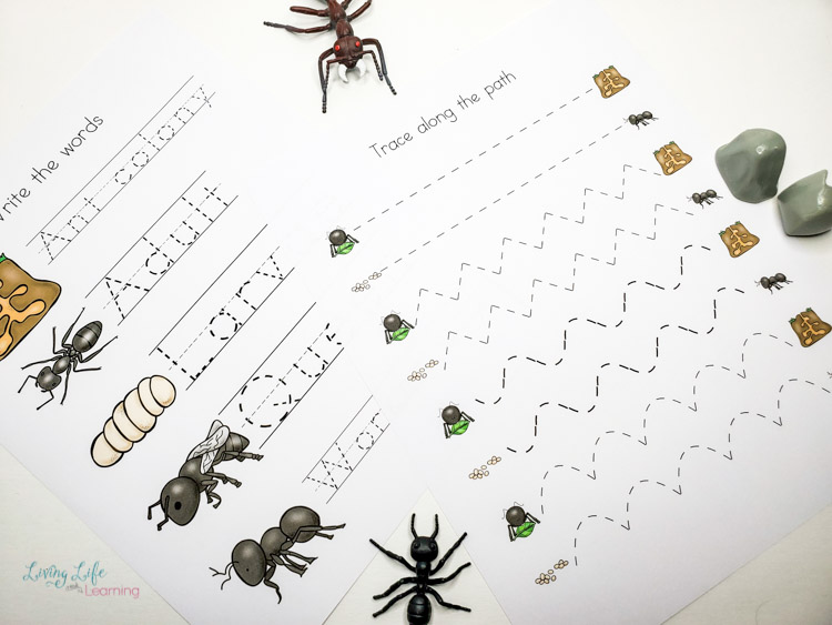 Little Learners print and go activity kit ant life cycle