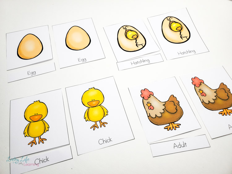 Little Learners print and go activity kit chicken life cycle
