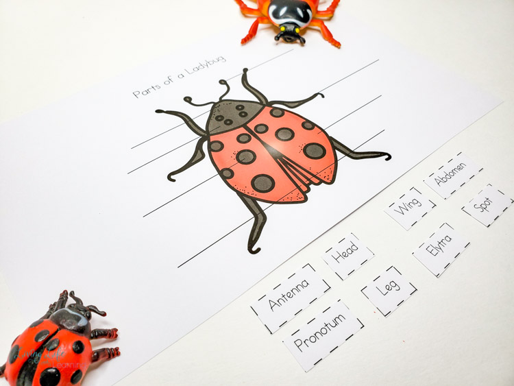 Little Learners print and go activity kit ladybug life cycle