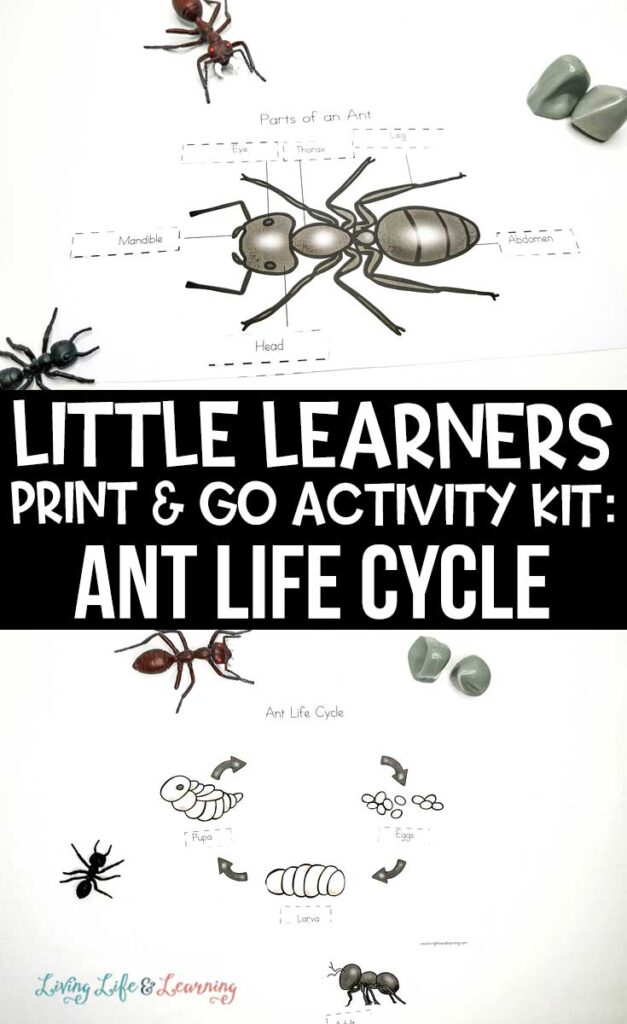 Little Learners print and go activity kit ant life cycle