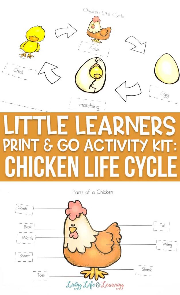 Little Learners print and go activity kit chicken life cycle