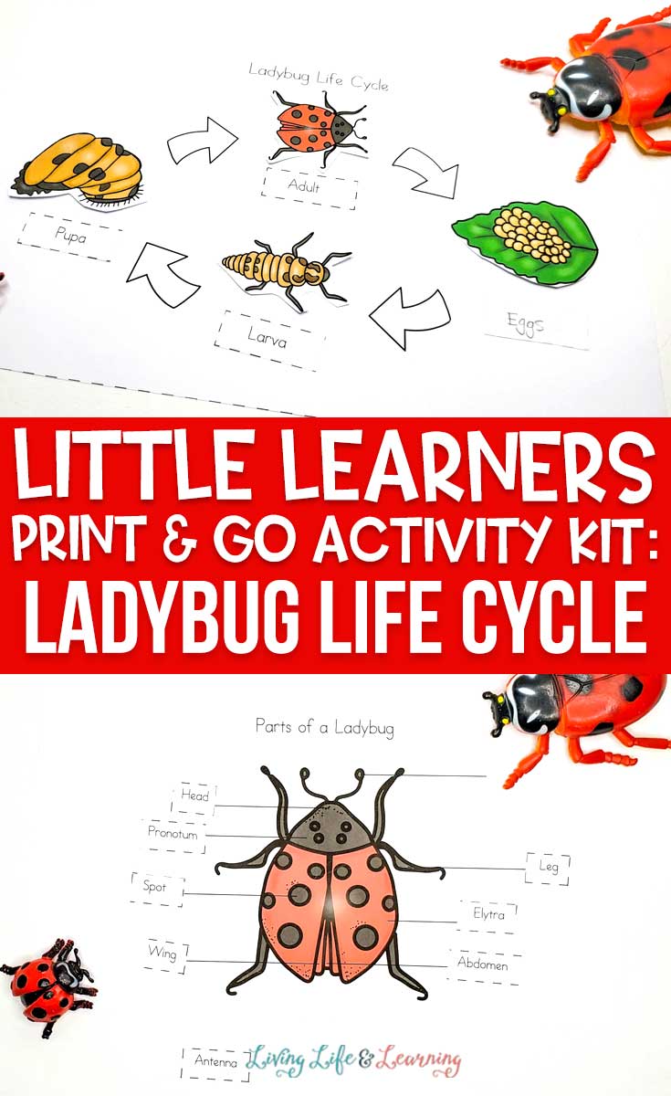 Little Learners print and go activity kit ladybug life cycle