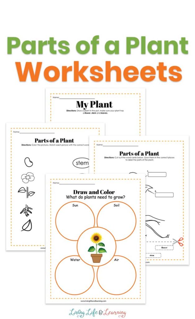 Parts of a Plant Worksheets