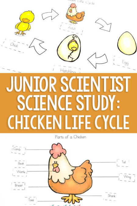 Junior Scientist Science Study: Chicken Life Cycle