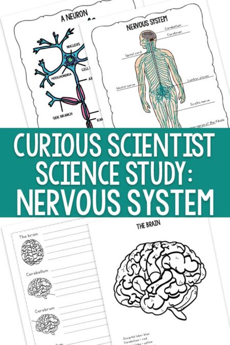 Curious Scientist Science Study: Nervous System