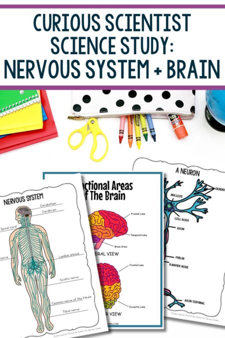 Curious Scientist Science Study: Nervous System + Brain