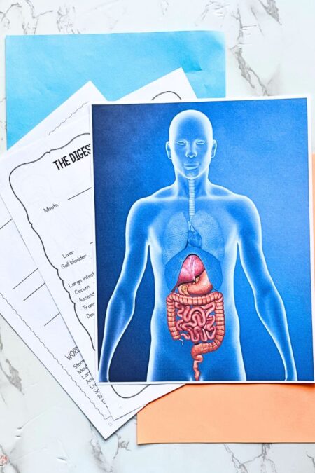 Curious Scientist Science Study: Digestive System