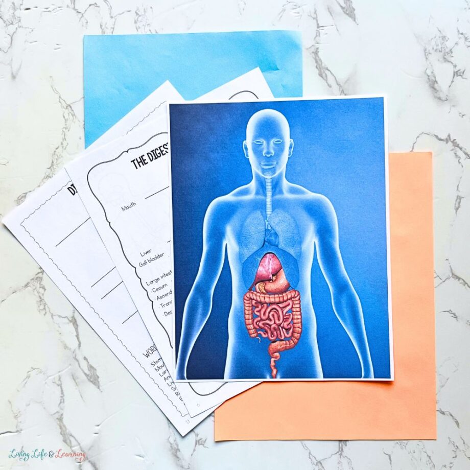 Curious Scientist Science Study: Digestive System