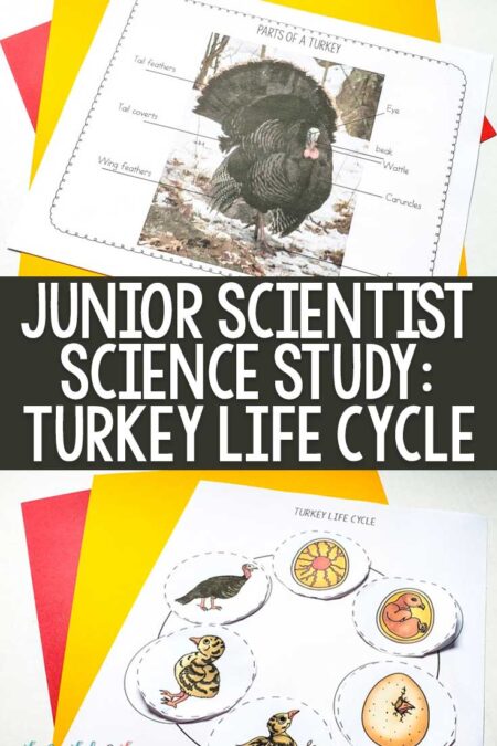 Junior Scientist Scientist Study: Turkey Life Cycle