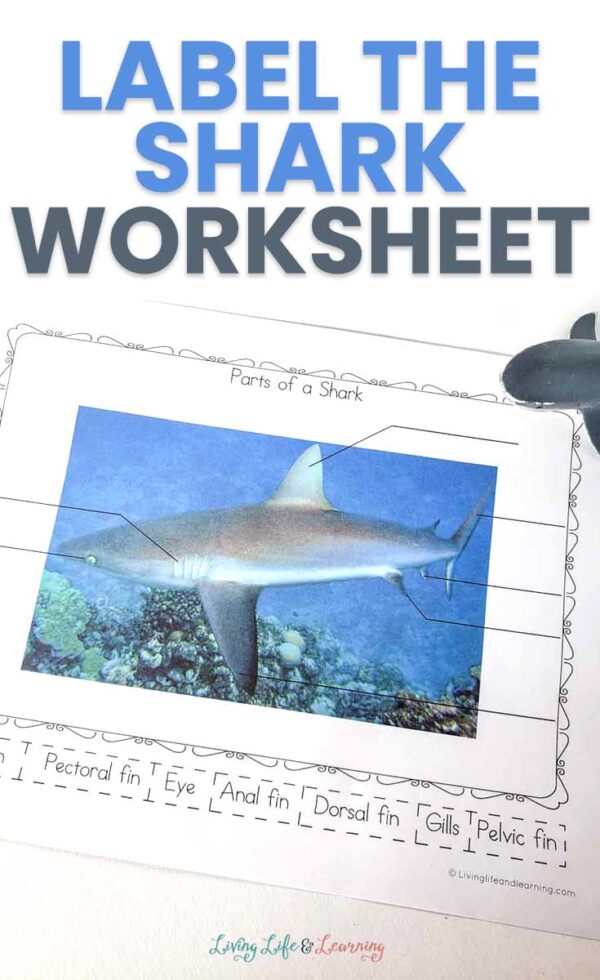 Shark Math Worksheets for Kindergarten