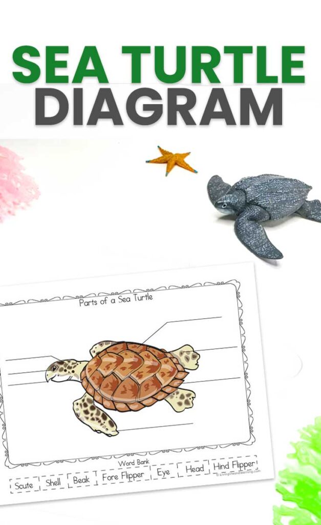Sea Turtle Diagram for Kids