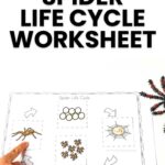 Spider Life Cycle Worksheet