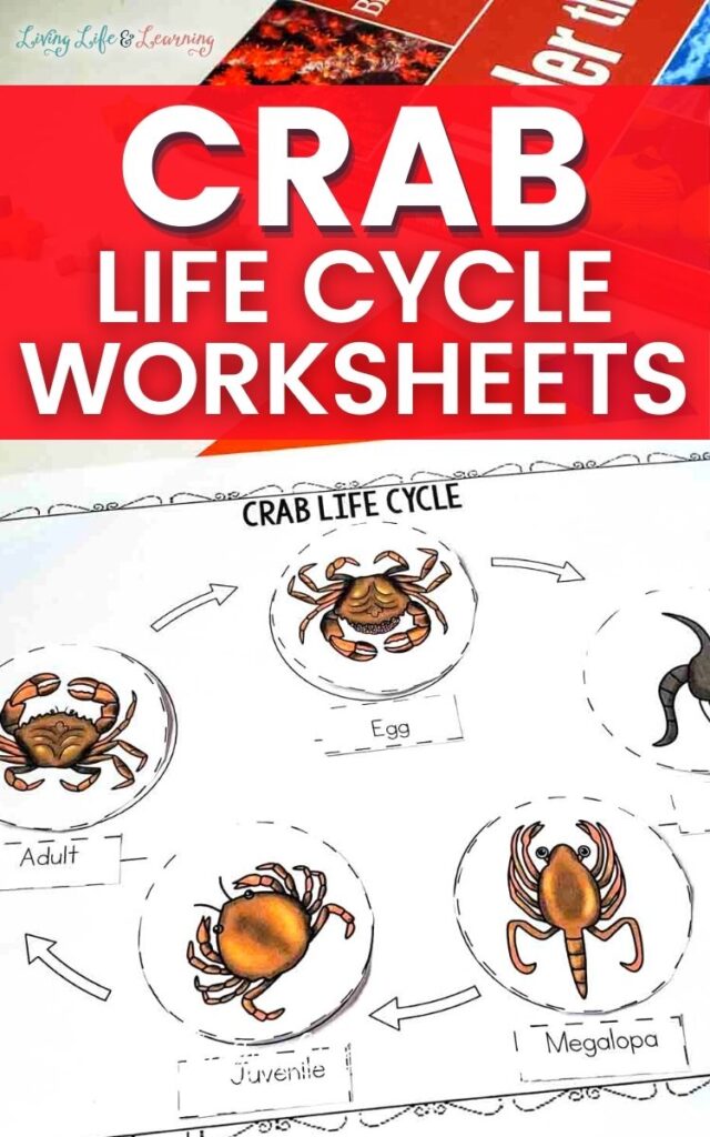 Crab Life Cycle Worksheet