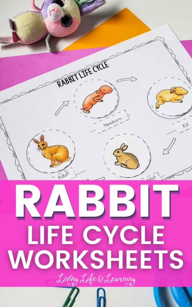 Rabbit Life Cycle Worksheet