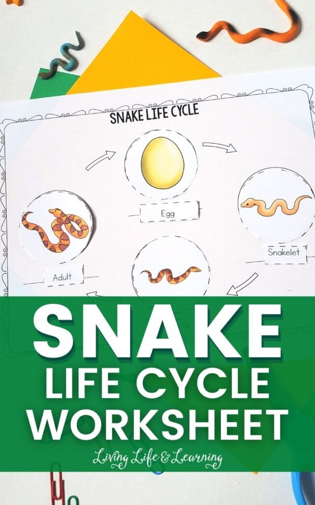 Snake Life Cycle Worksheet