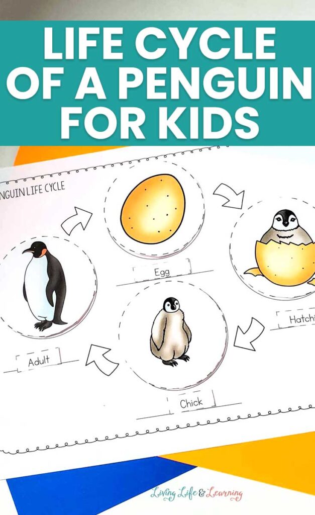 Penguin Life Cycle Worksheet