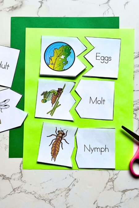 Junior Scientist Science Study: Dragonfly Life Cycle
