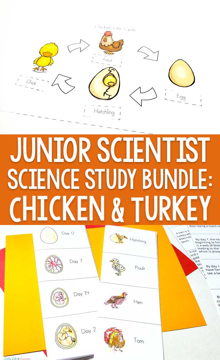 Junior Scientist Science Study Bundle: Chicken and Turkey Life Cycle