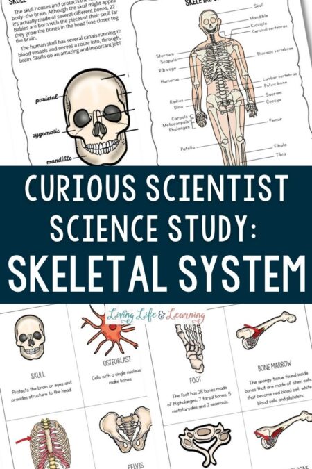 curious scientist science study skeletal system
