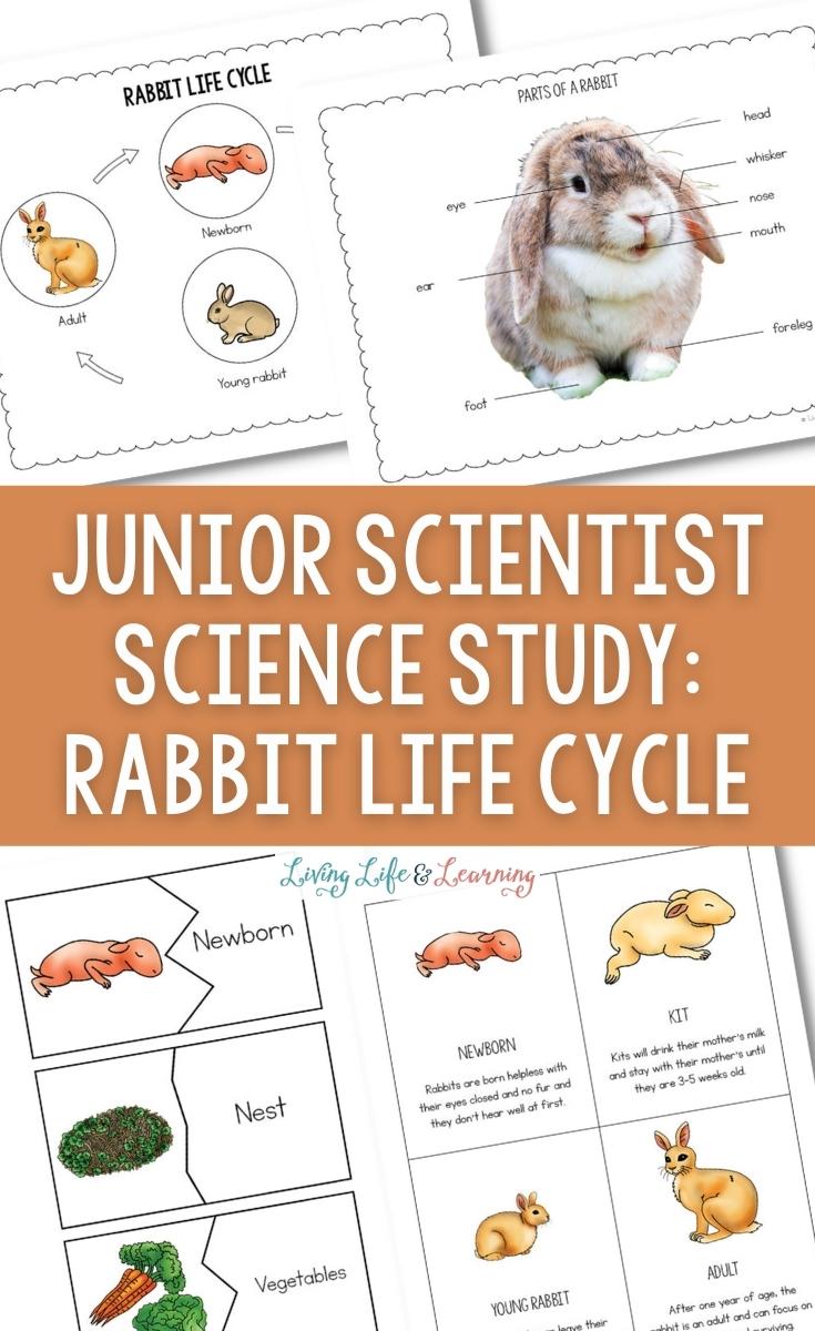Junior Scientist Science Study Rabbit Life Cycle