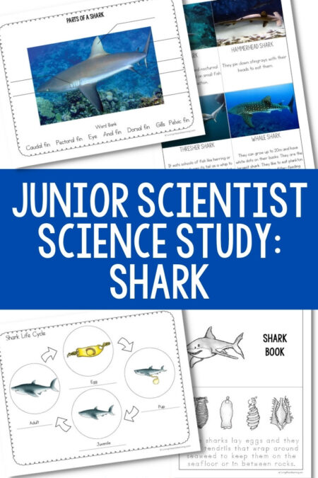 Junior Scientist Science Study: Sharks